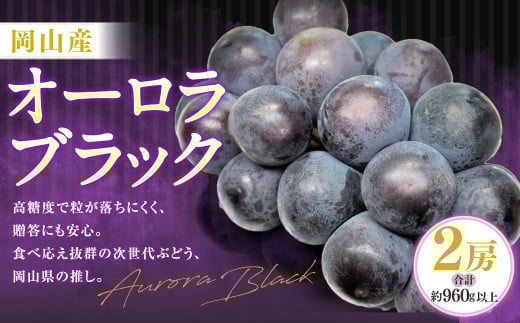 オーロラブラック 2房（1房480g以上・合計960g以上） 化粧箱入り 【2026年8月下旬～9月下旬迄発送予定】 葡萄 ブドウ ぶどう フルーツ 果物 ギフト 国産 岡山県産