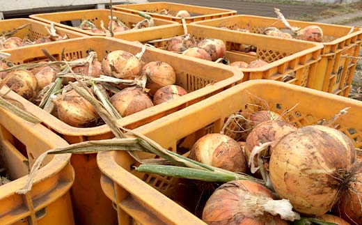 抗酸化玉ねぎ 10kg＜桑の粉茶10g付き＞ 抗酸化 玉ねぎ たまねぎ 桑の粉茶 食品 F21E-410
