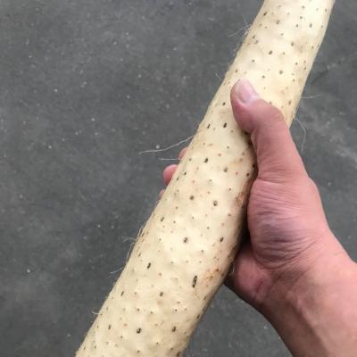 ふるさと納税 南部町 青森県産長いも　サクサク長いも　1,200g(100g×12P)食べ切りサイズ |  | 02