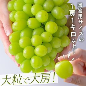 ≪先行予約受付中！≫シャインマスカット 大サイズ 2房 (1房1kg以上) フルーツ 果物 くだもの マスカット ぶどう ブドウ 葡萄 大粒 特大 【いとうブドウ園】tm540