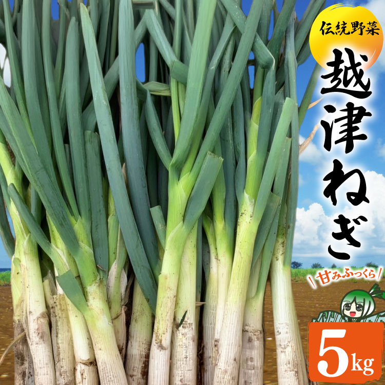 【ふるさと納税】 ねぎ 越津ねぎ 約5kg [江南北ファーム 愛知県 江南市 ko23btu430000] 長ねぎ ネギ 野菜 国産 鍋 すき焼き 味噌煮込み 甘み 冬 大容量 食材 家庭料理 旬