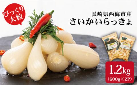 【びっくり大粒】昆布仕込み！さいかいらっきょ艶づけ（甘酢漬け）1.2kg（600g×2P）＜道の駅さいかい みかんドーム＞ [CAI019]