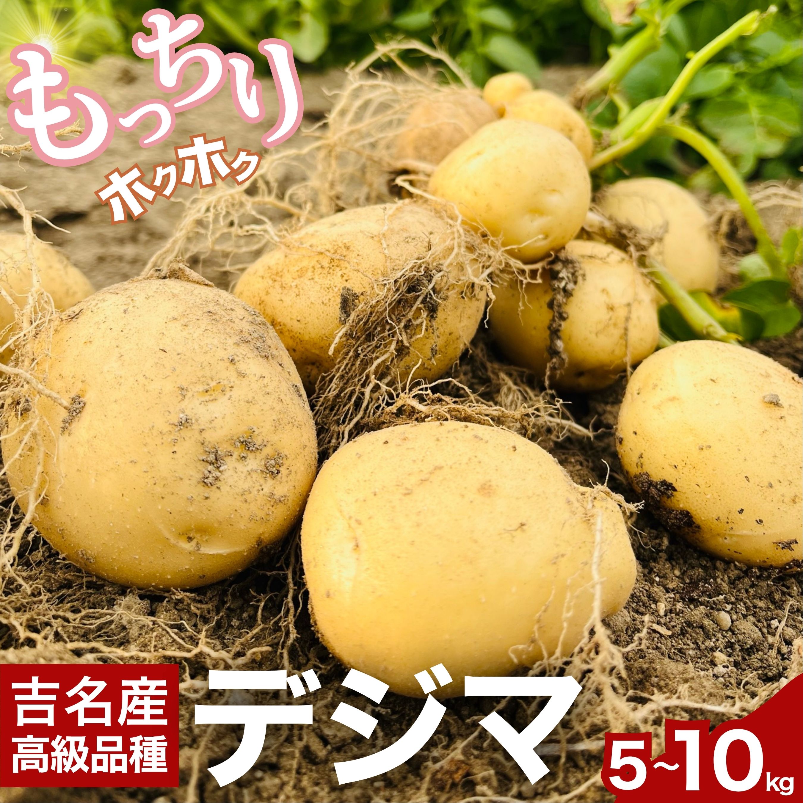 【ふるさと納税】吉名のじゃがいも「まるきっちゃん」デジマ 5~10kg +400g（傷み補償分）選べる配送時期【野菜 じゃがいも ポテト いも 芋 産地直送 でじま 出島 高級品種 農家直送】