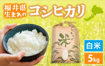 コシヒカリ 5kg 令和6年 新米 福井県産【白米】【お米 こしひかり 5キロ 人気品種】 [e30-a079]