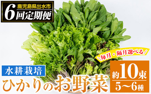 
            i678 ＜定期便・計6回(連続月or隔月選べる！)＞ひかりのお野菜(約10束・5～6種) 野菜 やさい 葉物 旬 定期便 ほうれん草 水菜 チンゲン菜 小松菜 リーフレタス ルッコラ 水耕栽培 ミックスリーフ 山東白菜  何が届くかはお楽しみ【ひかりの郷】
          