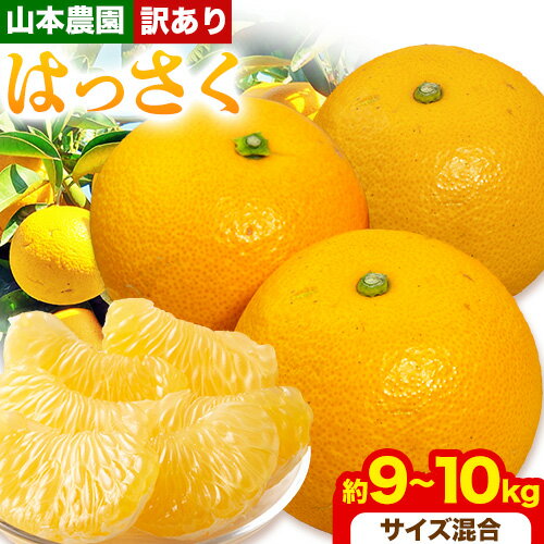 【ふるさと納税】【訳あり】八朔 はっさく 約9~10kg ( サイズ混合 ) 山本農園 《2026年年2月上旬-4月上旬頃出荷》 和歌山県 日高川町 柑橘 フルーツ 果物