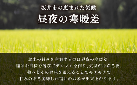 【令和6年産】 福井県 坂井市産米 コシヒカリ 5kg (白米) 【お米 米 こめ コメ こしひかり 白米 5キロ 精米 ブランド米 ふるさと納税米 産地直送】 [A-3295]