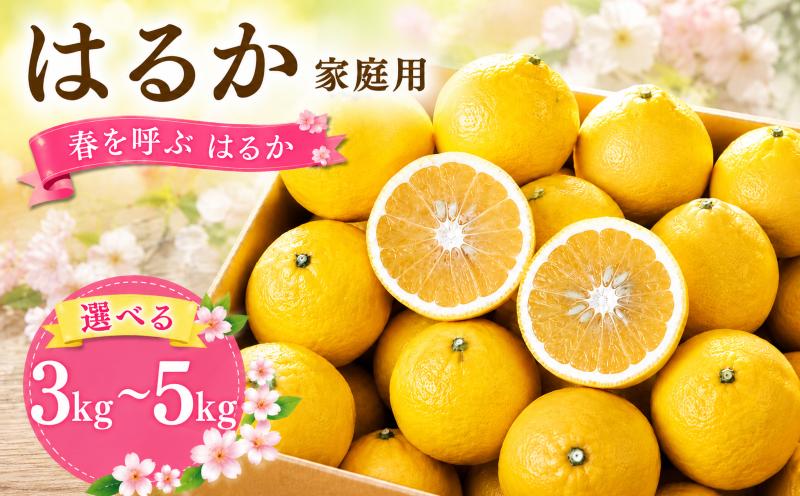 
                  【2027年2月頃から順次発送】春を呼ぶ はるか 家庭用 3kgまたは5kg 数量選択可 | みかん 愛媛みかん 松山みかん 農家直送 家庭用 柑橘 愛媛 松山 北条 果物 フルーツ 産地直送 みかん 農園直送
                