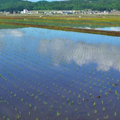 ふるさと納税 小千谷市 【令和6年産】昔ながらの魚沼産コシヒカリ2kg×2袋【従来品種】精米 農園ビギン 新潟県小千谷市 |  | 02