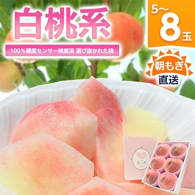 《2026年発送　先行受付》桃 『白桃系』 約2kg 5～8玉 朝もぎ直送! 選び抜かれた桃【配送不可地域：離島】