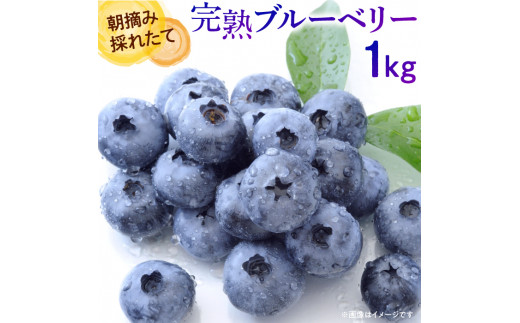 ブルーベリー 先行予約 2026年産 朝摘み完熟フレッシュブルーベリー 1kg 生ブルーベリー 朝摘み 令和8年産 果物 フルーツ 数量限定 埼玉県伊奈町
