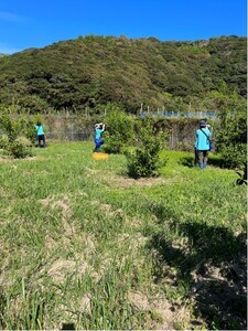 皮ごとシークワーサー果汁100％（300ml×３本セット）調味料 飲料 お酒 数量限定 先行予約【R00359】