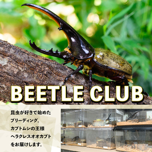 【C76002】ヘラクレスオオカブト (ヘラクレスヘラクレス) 成虫ペア オス(130mm台) メス(フリーサイズ) 鹿児島 ヘラクレス カブトムシ かぶとむし 雄 オス 昆虫 虫 むし 成虫 生体 