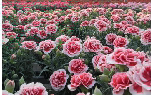 
                  カーネーション6号鉢（18cm）【お届け：～5月11日】 F4N-1396
                