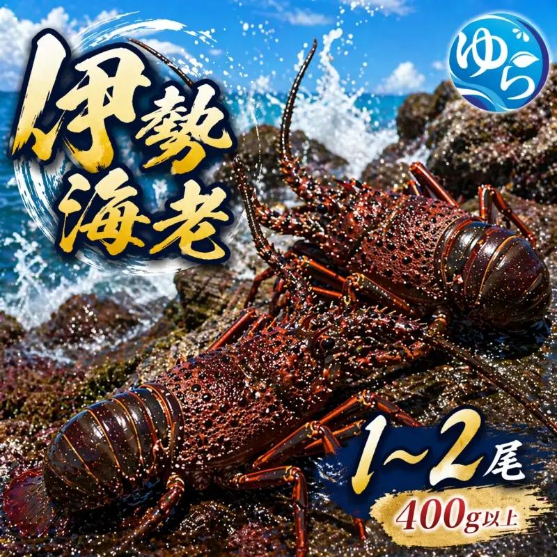 【ふるさと納税】 【活きた状態で発送！】 伊勢海老 紀州 400g以上 / エビ 伊勢 海鮮 和歌山 1尾 ～ 2尾 ※9月中旬～10月下旬に順次発送 ※北海道・沖縄・離島への配送不可 【eiw222