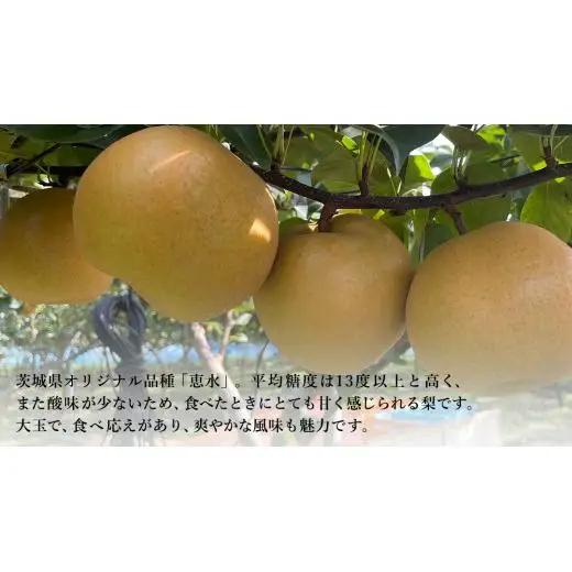 【 先行予約 】茨城県産 梨 恵水 約5kg 8玉～12玉 ( 茨城県共通返礼品 : 常陸太田市 ) 【 2026年 9月中旬頃より発送 】