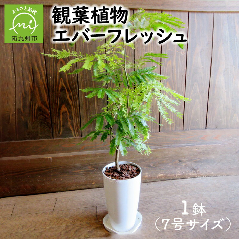 【ふるさと納税】観葉植物 エバーフレッシュ 1鉢 7号 アカサヤネムノキ 明るいグリーンの葉 華奢な樹形 耐陰性 人気 植物 緑 自然 部屋 室内 オフィス おしゃれ インテリア 雑貨 丁寧なくらし 送料無料 鹿児島県 南九州市