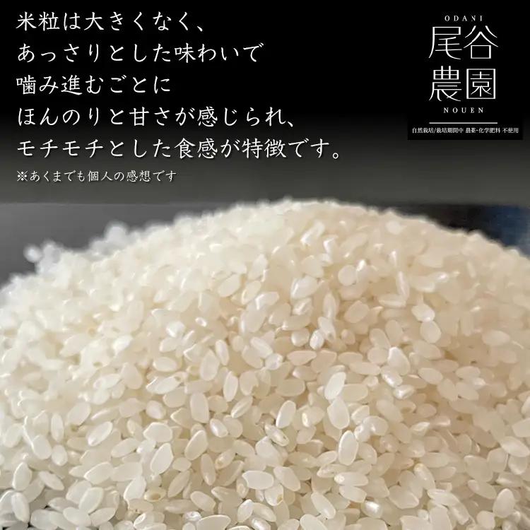 【早期予約】【6ヶ月定期便】【令和8年度産米】尾谷農園 自然栽培米コシヒカリ 精米10kg ※2026年10月～発送