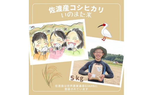 【令和６年産コシヒカリ】　精米（無洗米）５kg　農家直送　佐渡市いのまた米