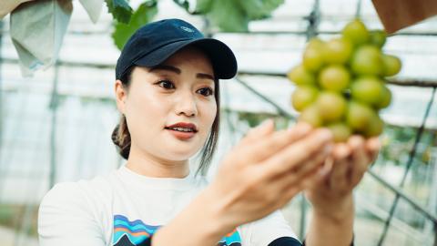 【 先行予約 9月中旬以降発送 】 数量限定 八千代町産 シャインマスカット スカーレット 2品種 食べ比べ セット 約 1kg ぶどう ブドウ 葡萄 マスカット 農家直送 [CU002ya]