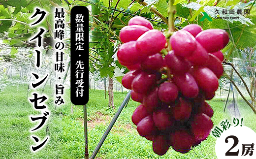 【2025年先行受付】数量限定 ぶどう ＜久和田農園＞ 朝採り クイーンセブン 2房 果物 フルーツ 先行予約 久和田農園 広島 三原 034005