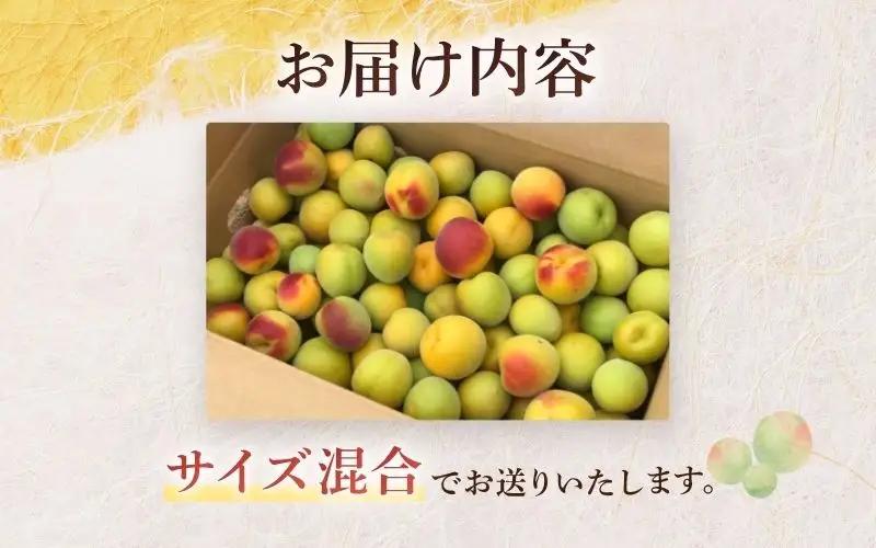 【2027年分先行予約】完熟梅 紀州南高梅 1.5kg サイズ混合（箱込み）※2027年6月中旬～順次発送予定 /  田辺市 果物 果実 梅 生梅 梅干し うめぼし 梅酒 梅ジュース 梅シロップ 手作