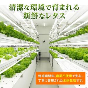 【レタス定期便　毎月お届け12ヵ月】レタス 6個 水耕栽培 河内長野産 フリルレタス 種類 栽培 菜 茎 レタス サラダ 副菜 おつまみ フレアベル レタス フリルアイス レタス セット 無農薬 栄養