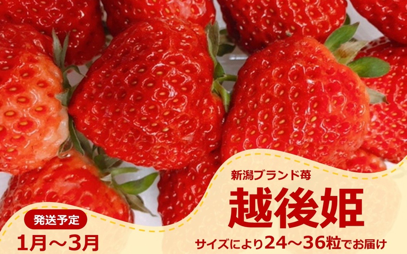 
            【先行予約・1月～発送】新潟のお姫様いちご♪越後姫（24～36粒）新潟県オリジナル品種[ZB618]
          