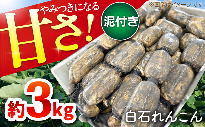 【令和7年9月以降発送】やみつきになる甘さ！ 松尾青果のこだわり白石れんこん 約3kg【松尾青果】泥付き [IBD001]