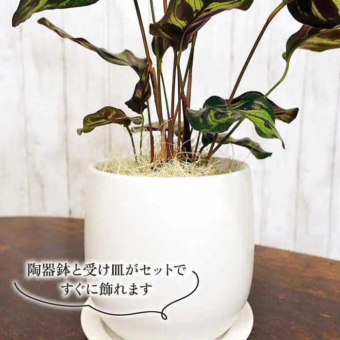 葉模様が独特で美しい『 カラテア ・ マコヤナ 』  糸島市  / cocoha [AWB023] 観葉植物 グリーン
