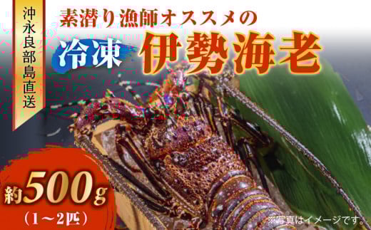 沖永良部島直送！素潜り漁師オススメの冷凍伊勢海老 約500g（1～2匹）！　W030-018