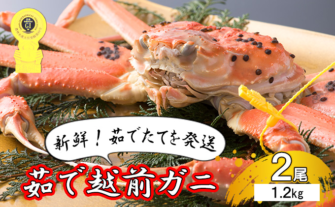 期間限定 茹で 越前ガニ 約1.2kg 2杯 食通もうなる本場の味をぜひ、ご堪能ください 越前かに 蟹 カニ かに ボイルカニ ポーション ズワイガニ 海鮮 限定 福井 福井県 若狭町