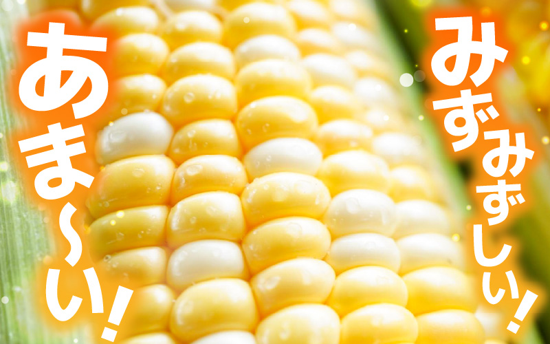 【先行予約】【訳あり】農場直送 鮮度抜群 スイートコーン( とうもろこし ) 約2.5kg（6本～8本) 【2025年7月上旬から順次発送予定】 【お楽しみ バーベキュー 冷凍保存可能 焼肉 おやつ 