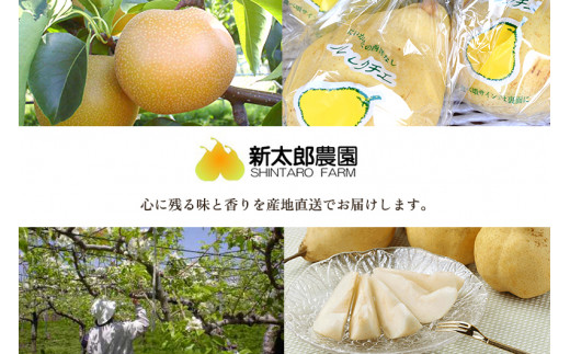 【2026年先行予約】和梨 あきづき 3kg（5～7玉）  《9月下旬から順次発送》 果物 フルーツ 梨 和梨 デザート 加茂市 新太郎農園