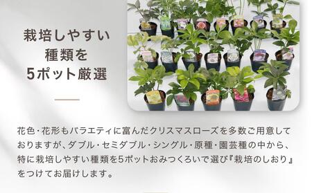 クリスマスローズ ３号ポット苗 ５本おみつくろいセット〈花光園〉 ｜ 花 お花 フラワー 人気花 おすすめ花 花セット 横浜市お花 花クリスマスローズ 花５本 おすすめクリスマスローズ ローズ 人気 