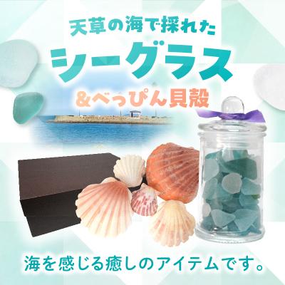 ふるさと納税 天草市 シーグラスとべっぴん貝殻のセット_S183-004 |  | 01