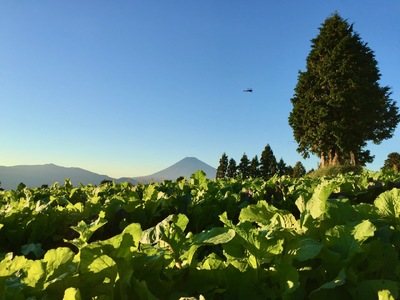 季節を彩る旬の野菜セット （農薬・化学肥料不使用）野菜 産地直送 サラダ 野菜詰め合わせ 詰合せ 旬 季節 新鮮  静岡県 三島市