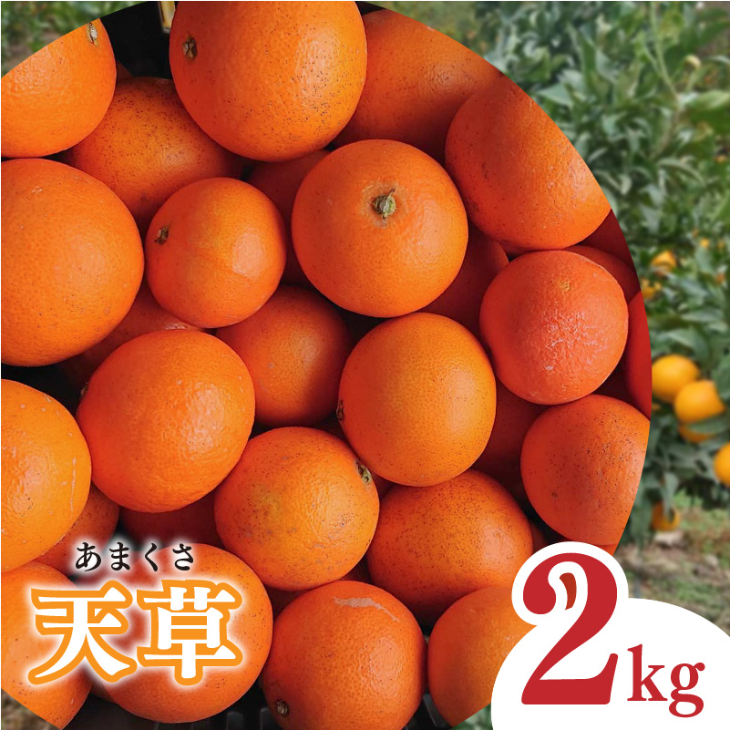 【2027年1月下旬から発送予定】天草 小玉 2kg 愛媛県 中島産 | 家庭用 蜜柑 ミカン みかん 甘い 濃厚 柑橘 人気 お取り寄せ 期間 数量 限定 愛媛 松山