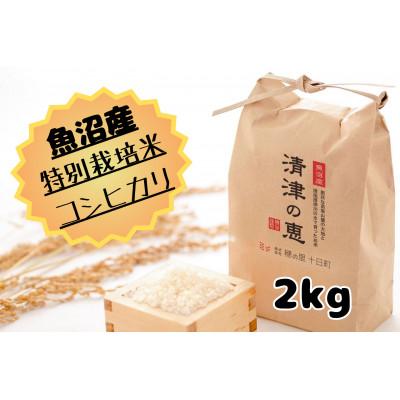 ふるさと納税 十日町市 令和7年産【10月発送開始】魚沼産特別栽培米コシヒカリ〈清津の恵〉精米 2kg(1kg×2袋)