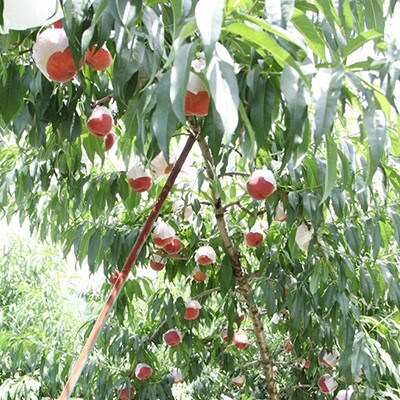 山梨県山梨市産 桃 約2kg(5～8玉)【配送不可地域：離島】