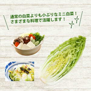 【先行受付】【産地直送】 ミニ白菜 80サイズ 3~6本入り 【12月中旬以降順次発送】