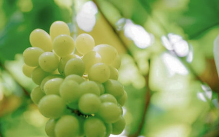 シャインマスカット ＆ 梨 セット （新高梨 or 新興） 先行予約 R8年産 シャインマスカット