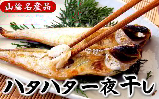 山陰の大型ハタハタ一夜干し　10匹入り