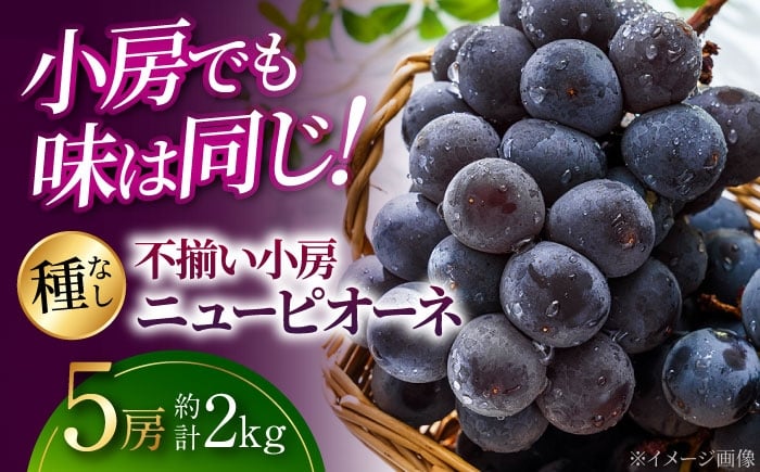 
            【2026年先行予約】＜8月下旬頃から順次発送＞ ぶどう 不揃い小房ニューピオーネ5房（約2kg） 訳あり 不揃い 種なし ニューピオーネ ピオーネ 紫ブドウ フルーツ 果物 くだもの 種無し ブドウ 葡萄 あまい 甘い フレッシュ ふぞろい 家庭用 小房  お取り寄せ 人気 送料無料 産地直送 農家直送 広島県 広島 三次市 三次 期間限定 予約 三次市/黒瀬ぶどう園 [APAB003]
          