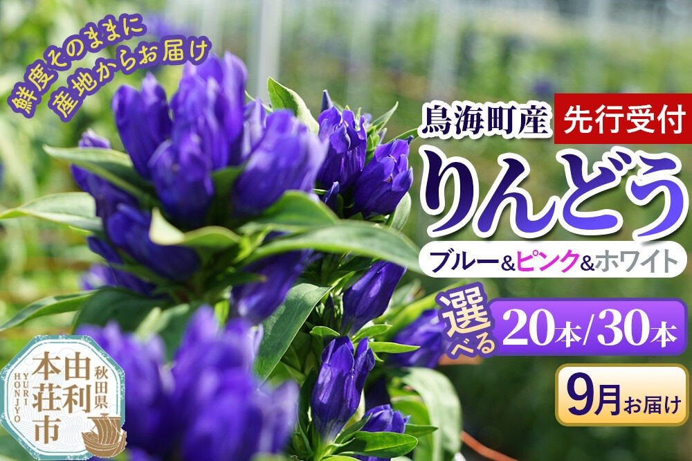 
                  《先行受付》【9月お届け】鳥海町産 りんどう ブルー ピンク ホワイト【選べる 本数：20本／30本】 [りんどう リンドウ 竜胆 花 生花 仏花 切り花 ギフト 贈答 インテリア フラワー 秋田県 由利本荘市 鳥海町産]
                