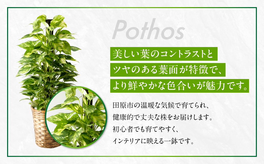 ポトス 7号鉢 観葉植物 植物 7号鉢 人気 おしゃれ かわいい お手入れ 室内 大鉢 中型 インテリア リビング 玄関 寝室 キッチン オフィス プレゼント ギフト 新居 入居 インテリアグリーン 