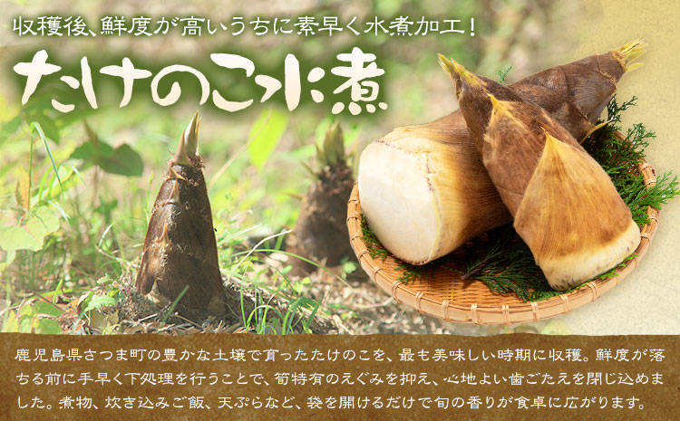 たけのこ水煮セット トライカット ブロック スライス 細切り 穂付こさんホール こさんスライス 北さつま農協《30日以内に出荷予定(土日祝除く)》鹿児島県 さつま町 たけのこ 水煮 和食 洋食 中華 
