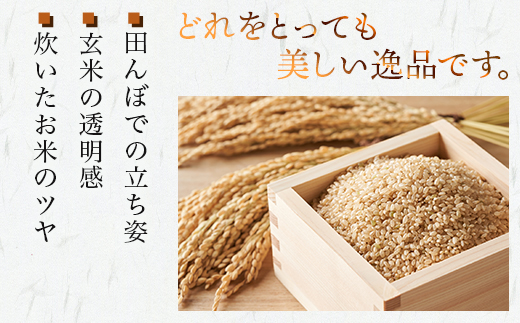 【令和8年産 玄米 】 先行予約 多良木町産 『くまさんの輝き 玄米』 30kg 10月中旬～発送 玄米 熊本県 たらぎ お米 米 熊本県 30キロ 044-0598