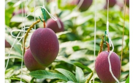  【生産者直送】濃厚完熟!まっちゃんマンゴー（大きめ4L×2玉）【2026年5月中旬頃から6月初旬発送】 C-36