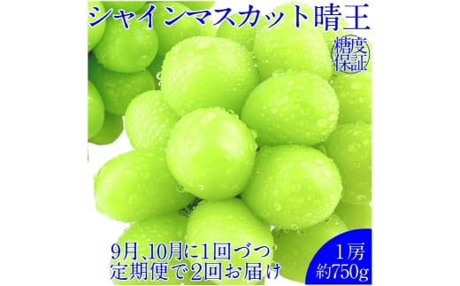 【2回定期便】シャインマスカット 晴王 １房 約750g ２回 定期便 9月・10月に1回ずつ発送 おすすめ 人気【岡山県産 種無し 皮ごと食べる みずみずしい 甘い フレッシュ 9月～10月発送 晴れの国 おかやま ぶどう 葡萄 マスカット 果物大国 彩美菜果 岡山県 倉敷市 おすすめ 人気】